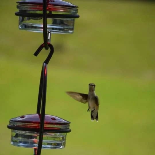🎉 Last Day 49% OFF 🎉Hummble Slim Hummingbird Feeder