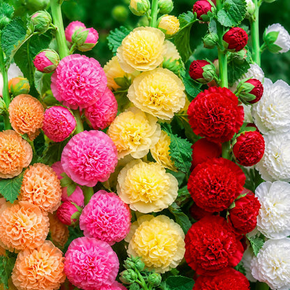 🌺Mixed Double Hollyhock Perennial Flower Seeds✨🌱Perennial Garden Flower