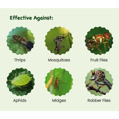 Non-Toxic Indoor Pot Traps