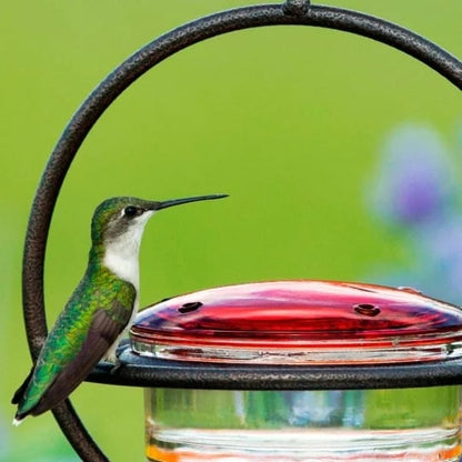🎉 Last Day 49% OFF 🎉Hummble Slim Hummingbird Feeder