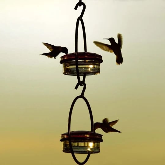 🎉 Last Day 49% OFF 🎉Hummble Slim Hummingbird Feeder