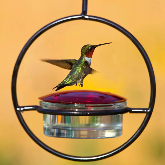 🎉 Last Day 49% OFF 🎉Hummble Slim Hummingbird Feeder