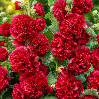 🌺Mixed Double Hollyhock Perennial Flower Seeds✨🌱Perennial Garden Flower