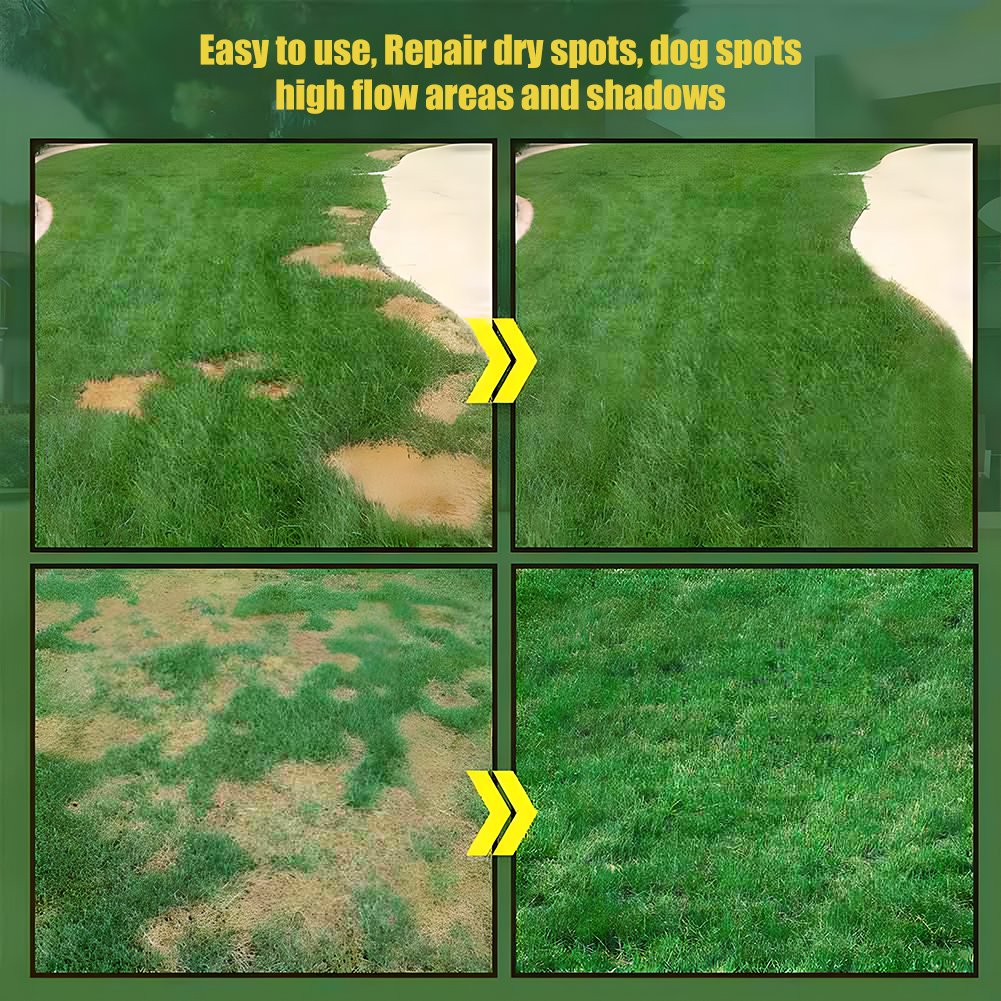 🔥⏰Last Day Promotion - 🌱 Evergreen dwarf grass seed for four seasons🌾 | Create your perfect lawn here🌼