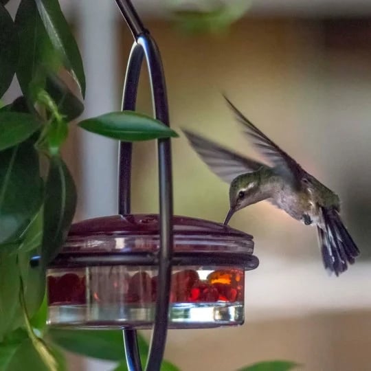 🎉 Last Day 49% OFF 🎉Hummble Slim Hummingbird Feeder