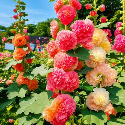 🌺Mixed Double Hollyhock Perennial Flower Seeds✨🌱Perennial Garden Flower