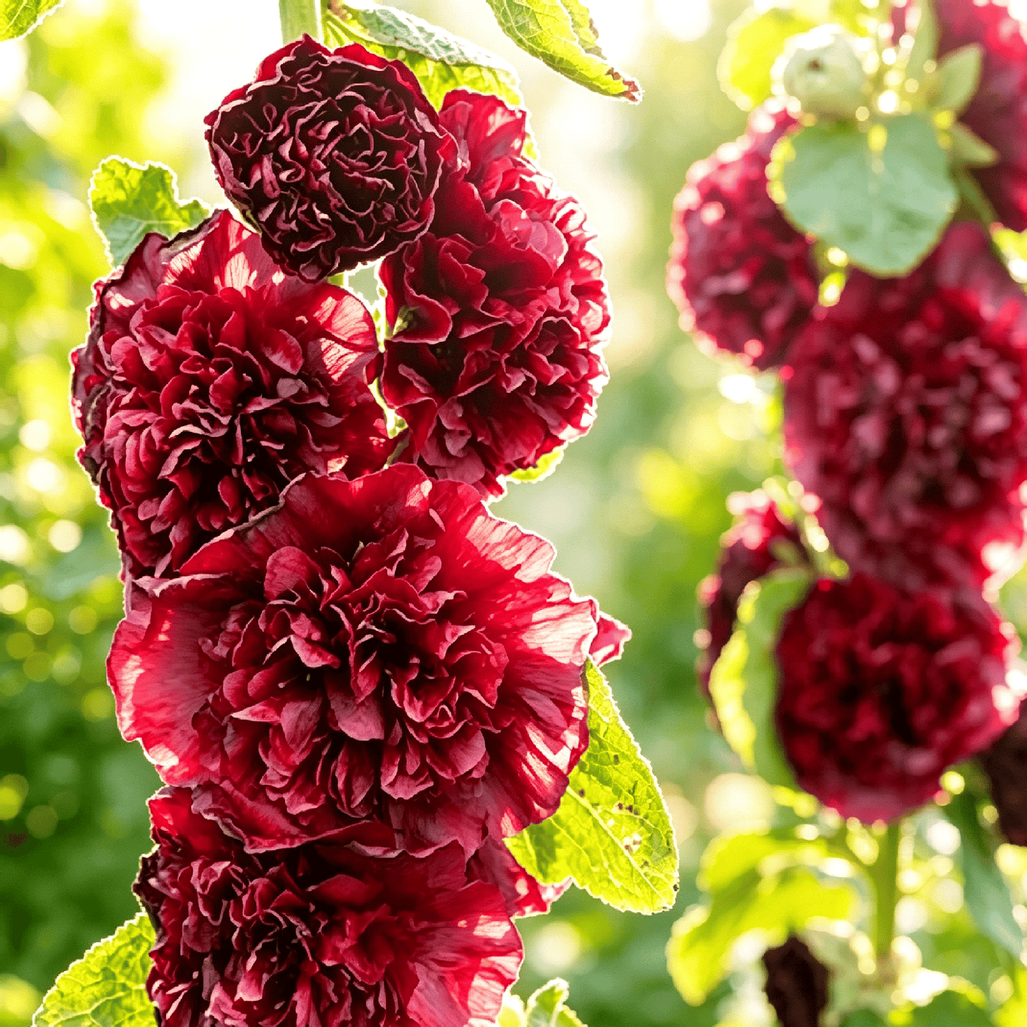 🌺Mixed Double Hollyhock Perennial Flower Seeds✨🌱Perennial Garden Flower